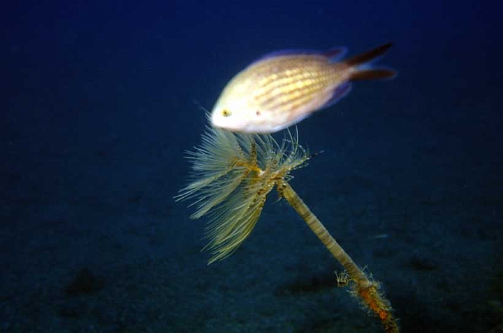 05 Sporographis spallanzani.jpg - corona di tentacoli a più spire
